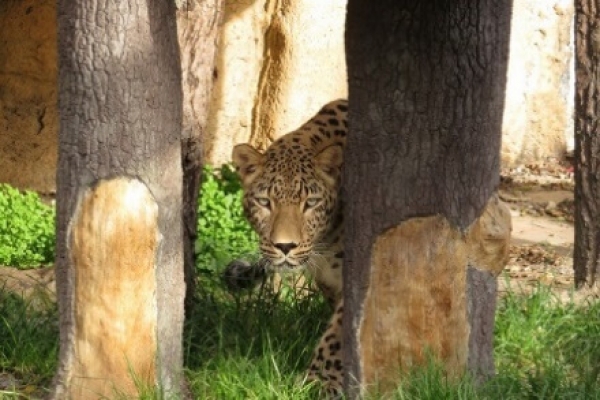 NEW RESIDENTS ARRIVED AT SOFIA ZOO