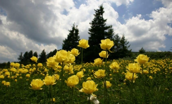 Vitosha Nature Park - one of the 11 nature parks in Bulgaria