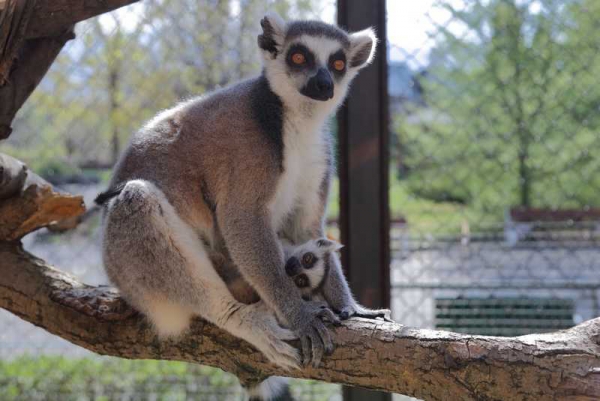 Record Number of Newly Born Animals in Sofia Zoo in 2018