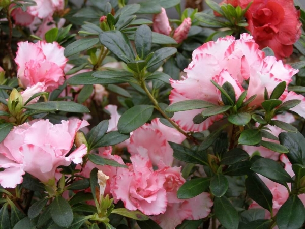 Pyrenean Family - Azaleas - exposition in the Botanical Garden of BAS